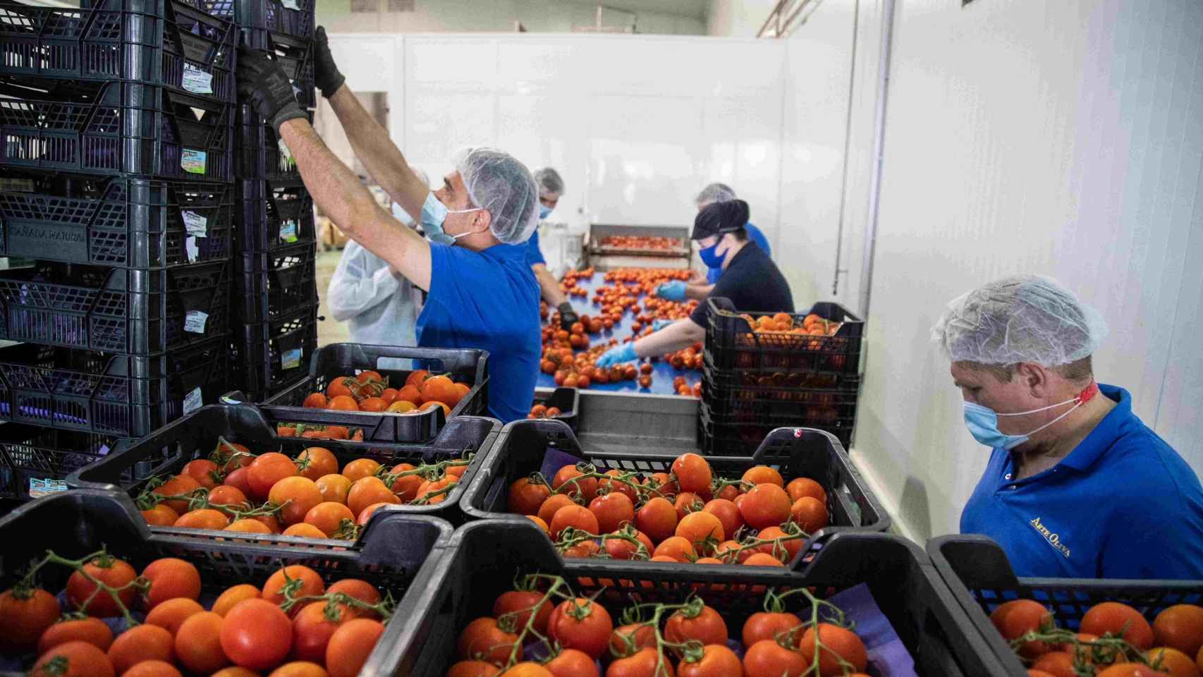 Proceso de selección de tomates en la fábrica de Artesur en Palma del Río, Córdoba.