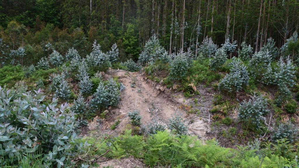 Ecologistas denuncian daños de una plantación de eucaliptos a un castro en Alfoz (Lugo)