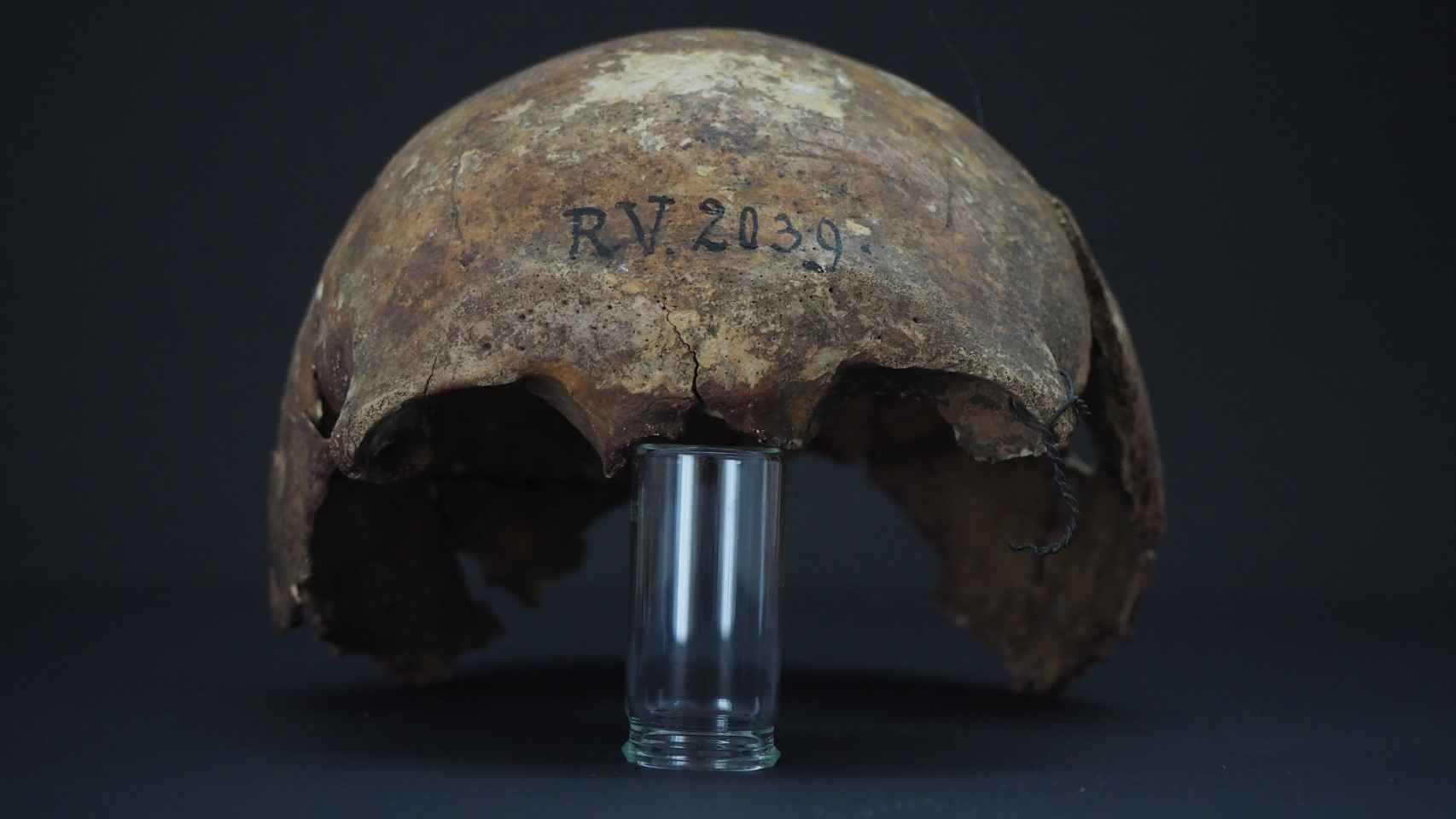 Restos del cráneo del individuo adulto de hace 5.000 años que presentaba la primera variante de peste conocida.
