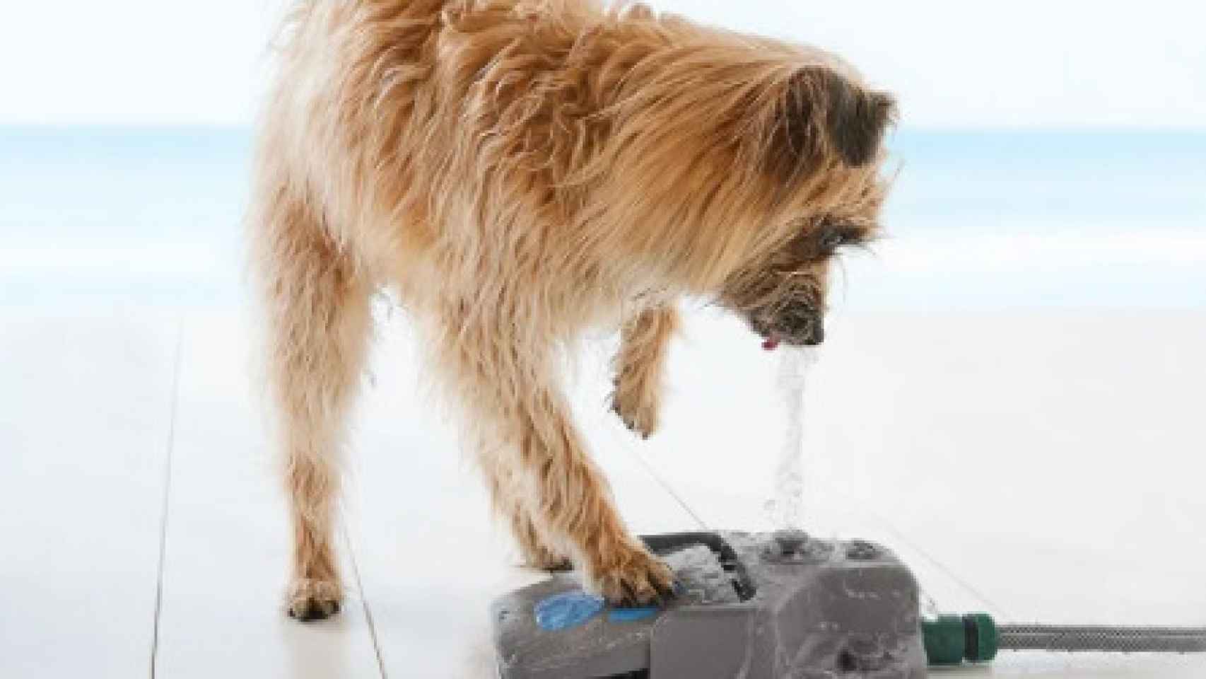 Fuente de agua para perros de Lidl