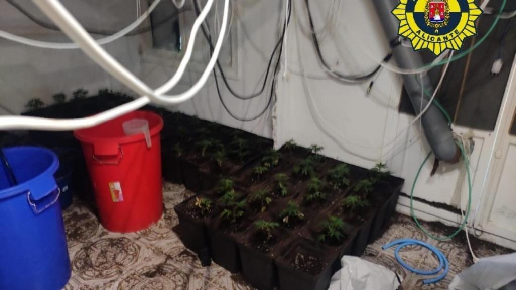 En el interior había más de un centenar de plantas de marihuana.