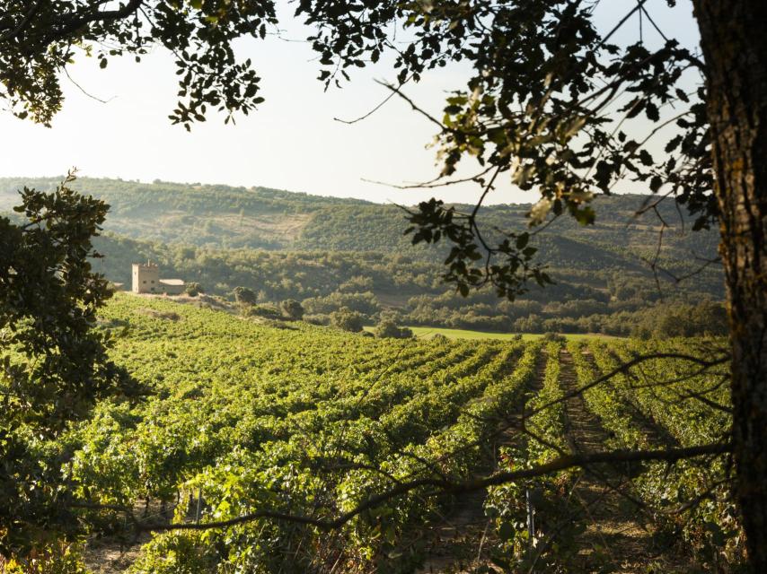 Viñedos de montaña de Vintae.