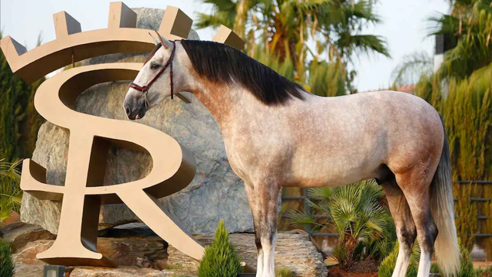El caballo de Sergio Ramos, Yucatán