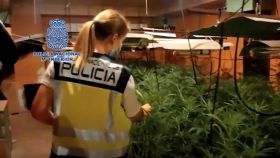 Operación antidroga en El Casar de Escalona (Toledo). Fuente: Policía Nacional