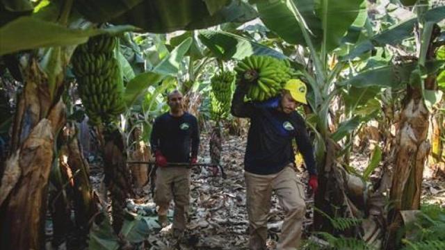 Asprocan asegura que España abandona al plátano de Canarias en favor de la banana