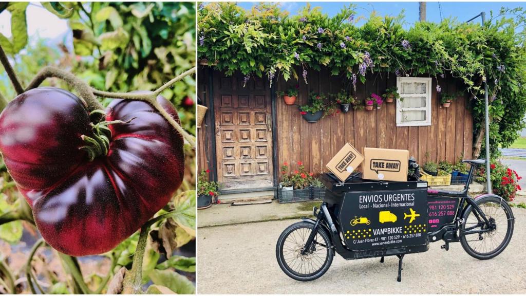 Ia ia oh: Los tomates recién salidos de la huerta ahora llegan en bici a A Coruña