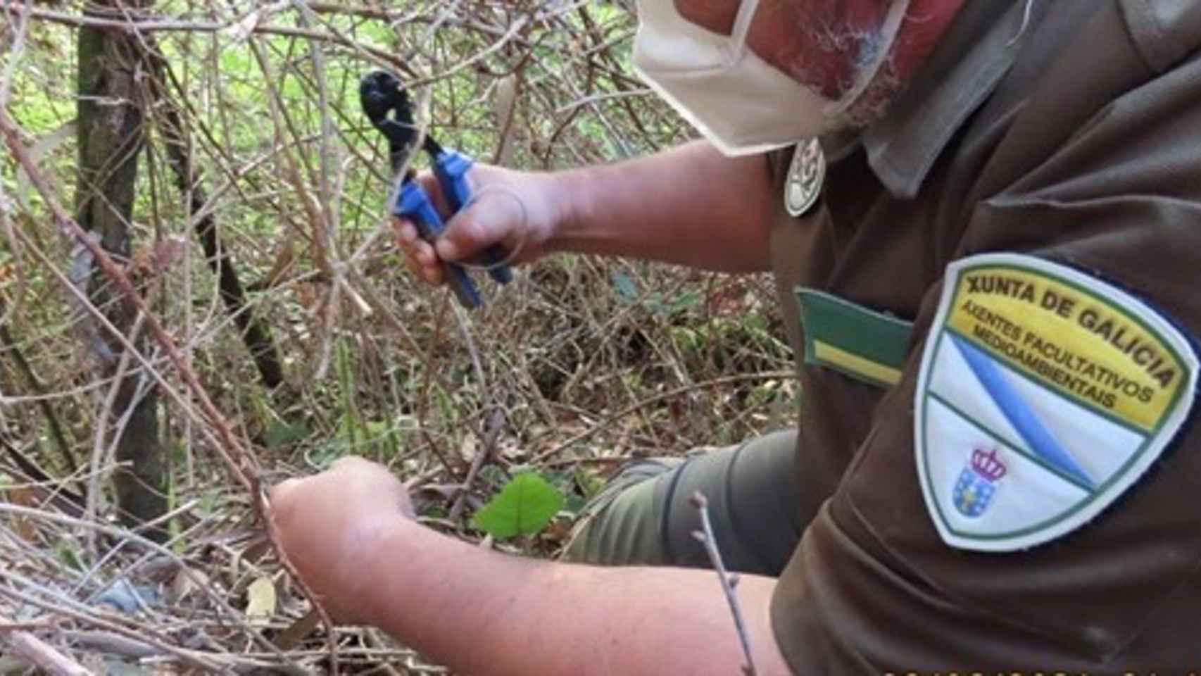 Agentes medioambientales desactivan uno de los lazos de caza ilegales.