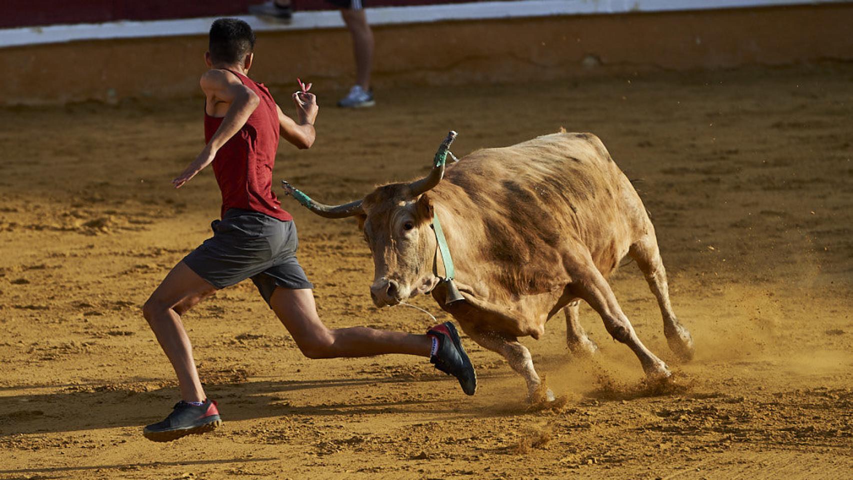 Vaquillas en una plaza de toros.  MIGUEL OSÉS