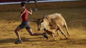 Vaquillas en una plaza de toros.  MIGUEL OSÉS