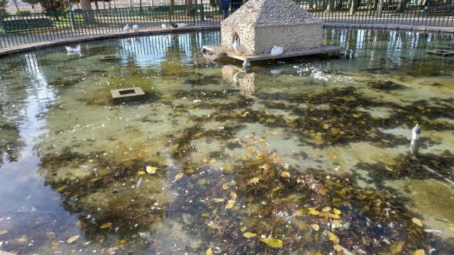 Varios patos en uno de los estanques de Albacete