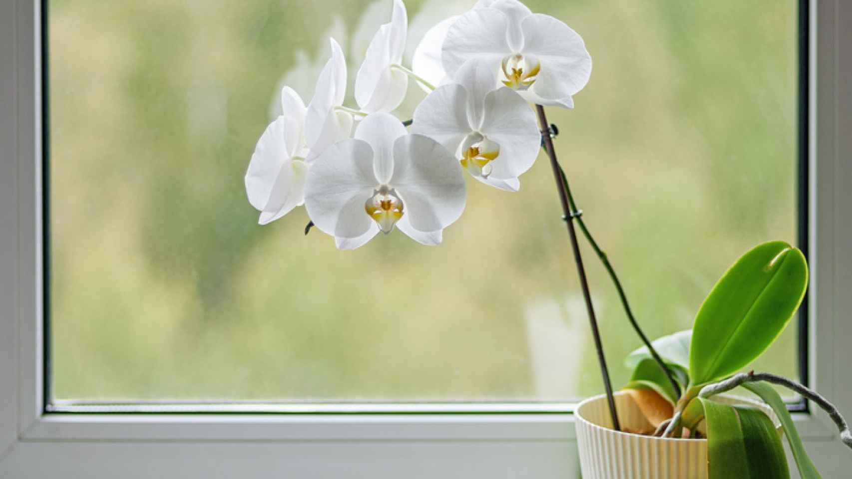 ¡Cuidados de las orquídeas en verano!
