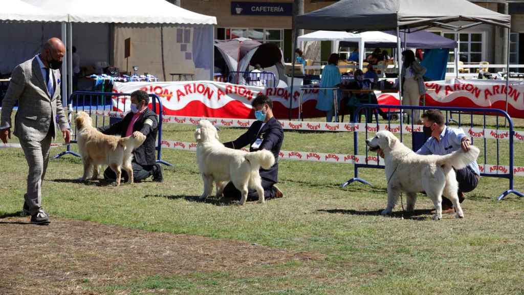 Participantes en la 41ª Exposición Internacional y 94ª Nacional Canina