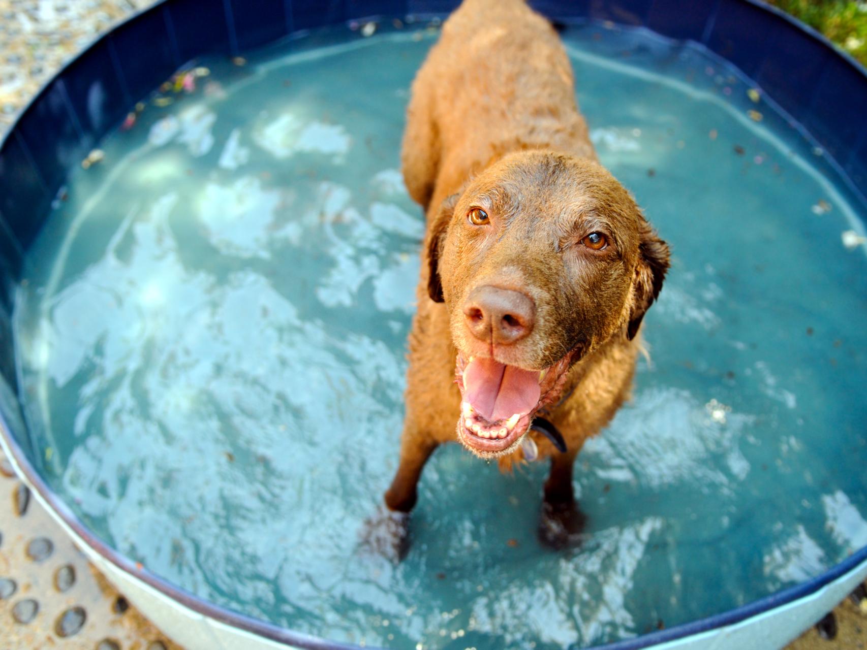 a que temperatura le gusta el agua a los perros