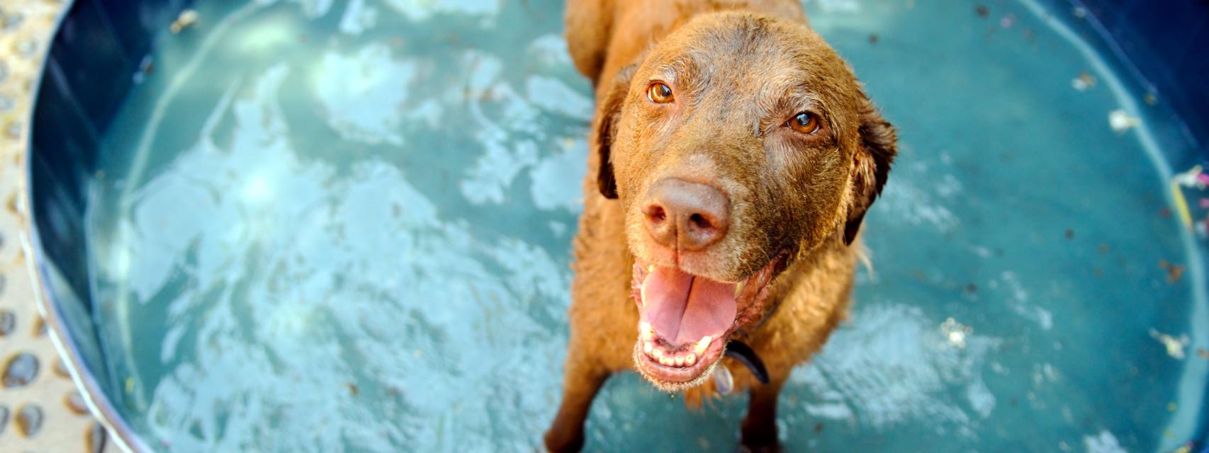 a que temperatura le gusta el agua a los perros