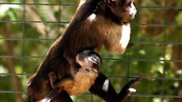 El zoo municipal de Guadalajara reabre sus puertas desde este viernes
