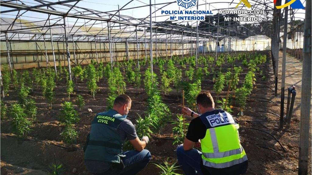 Agentes de la Guardia Civil en el vivero de Elche.