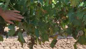 Una viña afectada por el mildiu