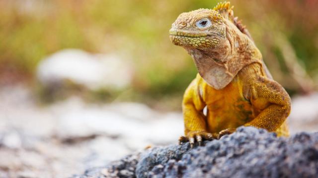 Esta es la razón por la que los humanos no soportamos el calor como las iguanas