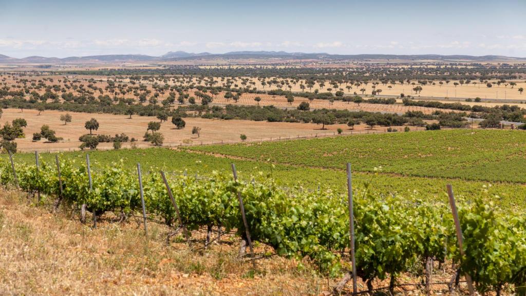 Viñedo de Bodegas NOC, en los Montes de Toledo.