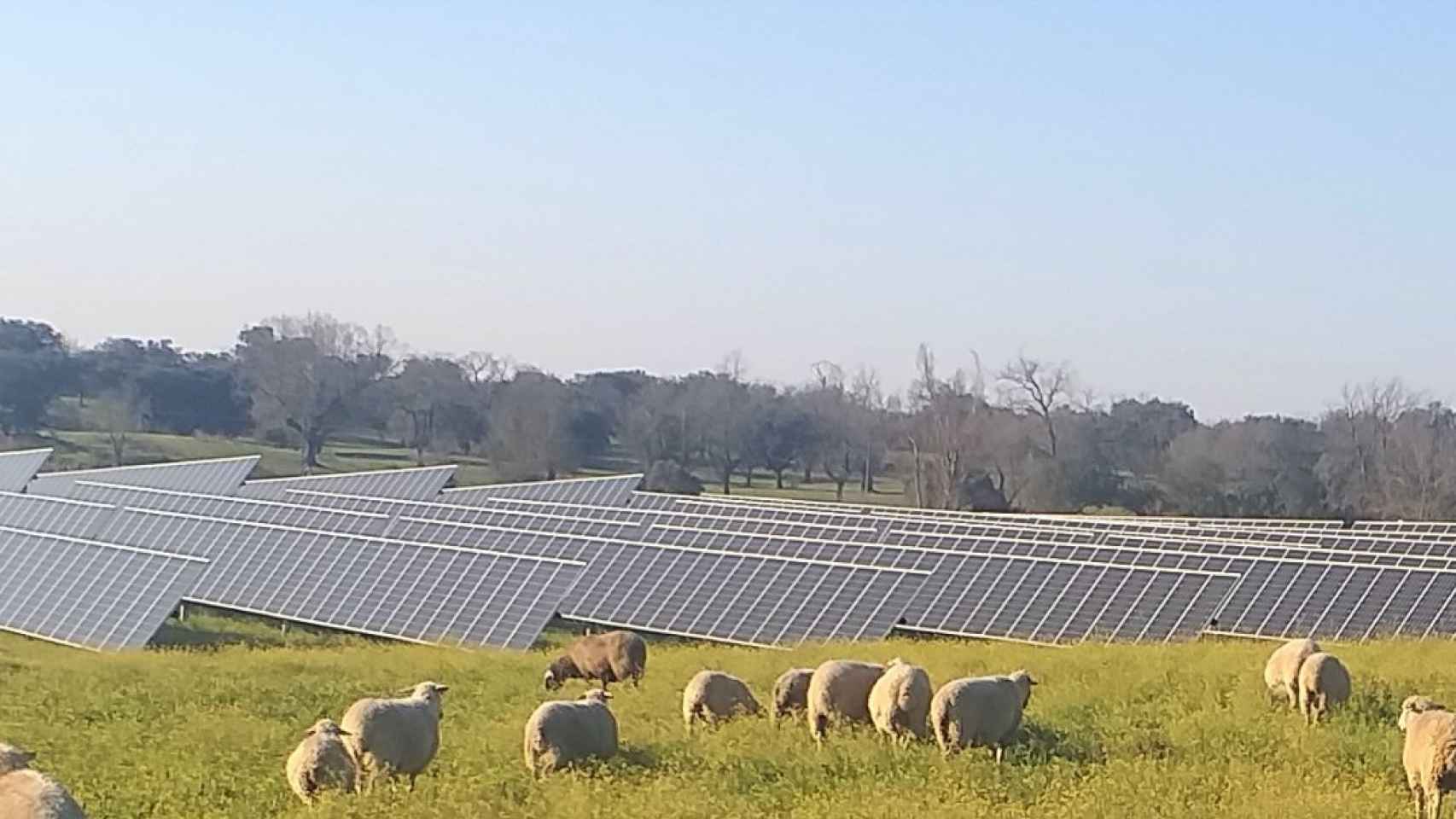 Paneles fotovoltaicos con ovejas