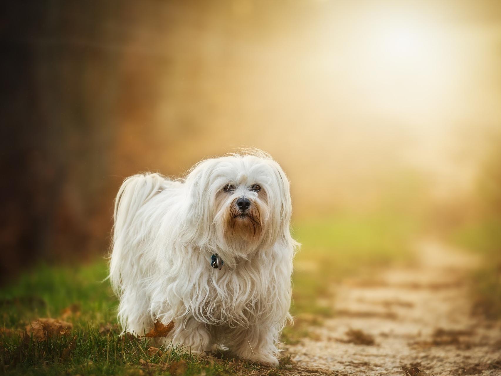 algunos perros tienen pelo en lugar de pelo