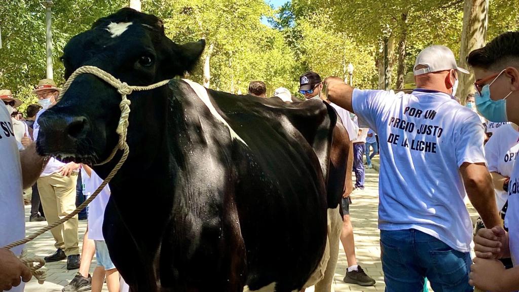 Protesta del sector de vacuno de leche en Sevilla.