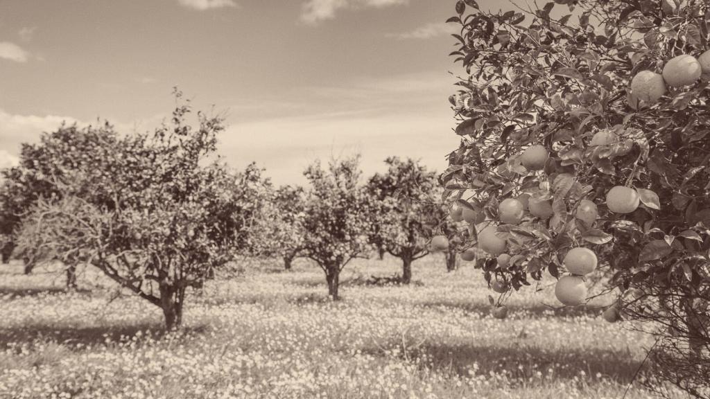 Sector agroalimentario: pilar fundamental de la economía