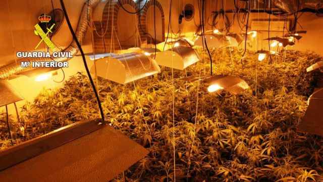 Una de las plantaciones de marihuana descubiertas en Alcaudete de la Jara