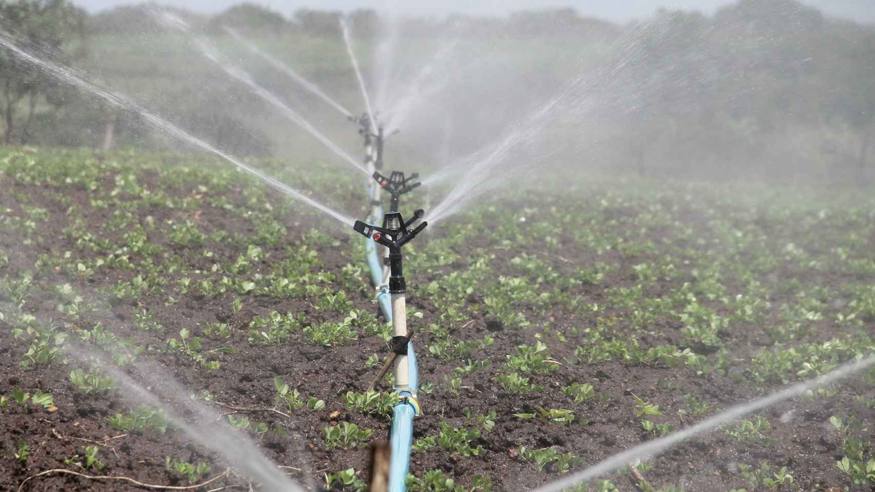 La escasez de recursos hídricos será un reto para la agricultura en el futuro.