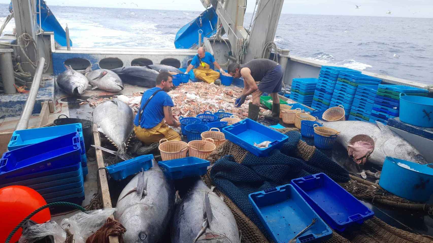 Los pescadores, enfadados al encontrar tanto atún muerto.
