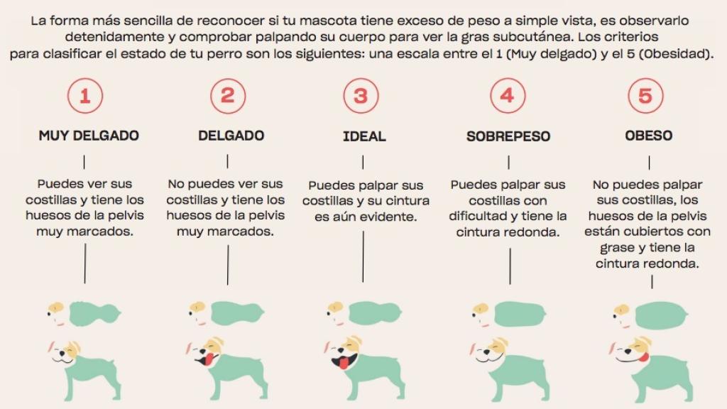 Una gráfica que le puede ayudar a determinar si su perro tiene sobrepeso.