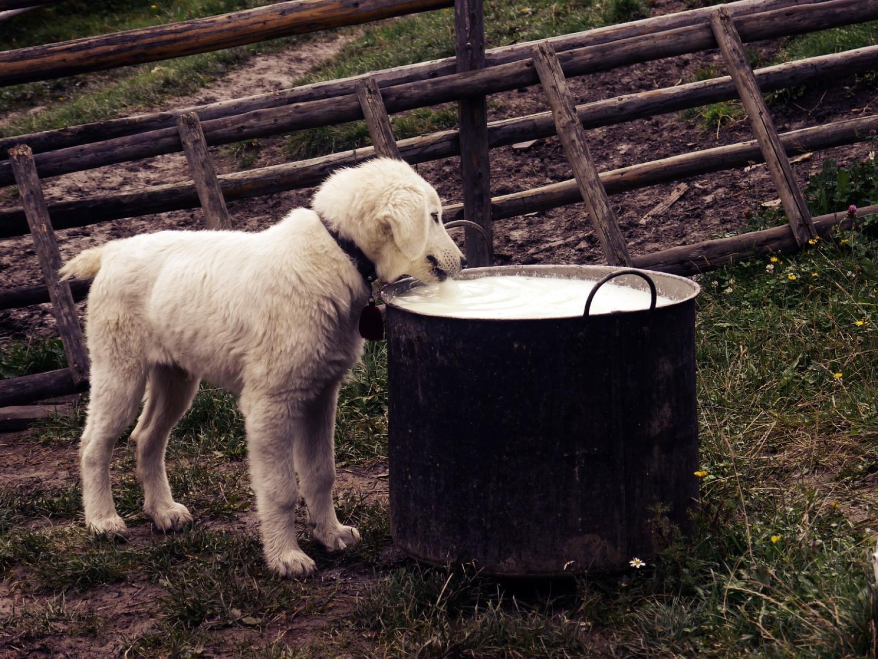 los perros pueden comer queso de cabra