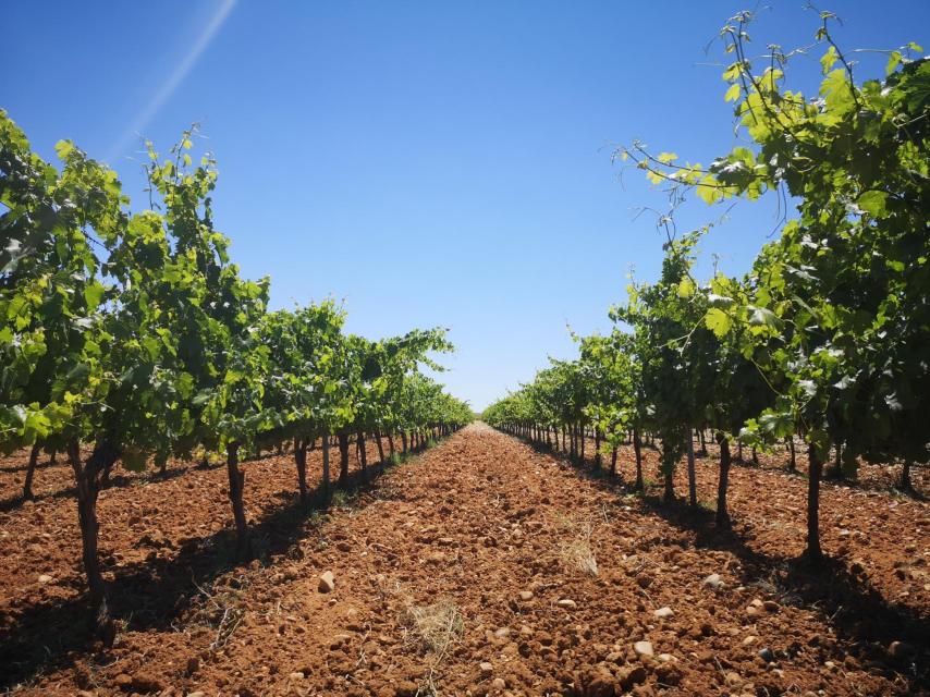 Viñedo de Cantarranas.