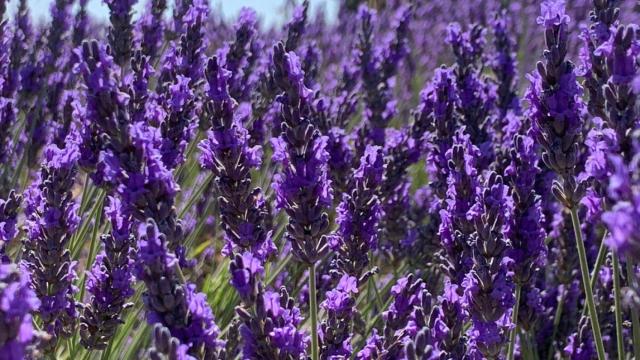 Campos de lavanda