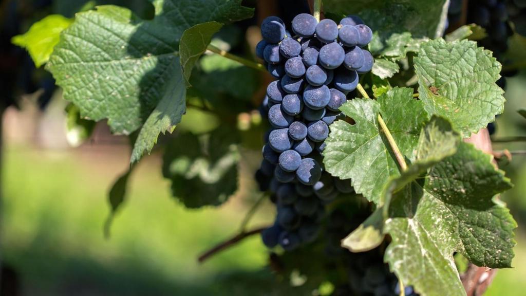 La tinta del país o tempranillo es la uva reina de Arlanza.