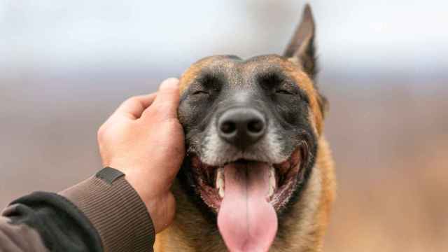 WithDogs, un espacio que une a los amantes de los perros en Vigo