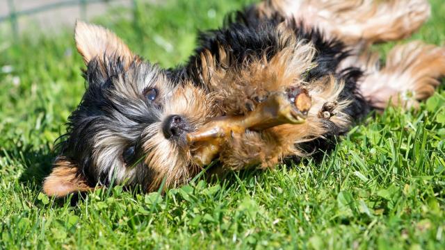 ¿Cuánto tarda un perro en hacer la digestión?