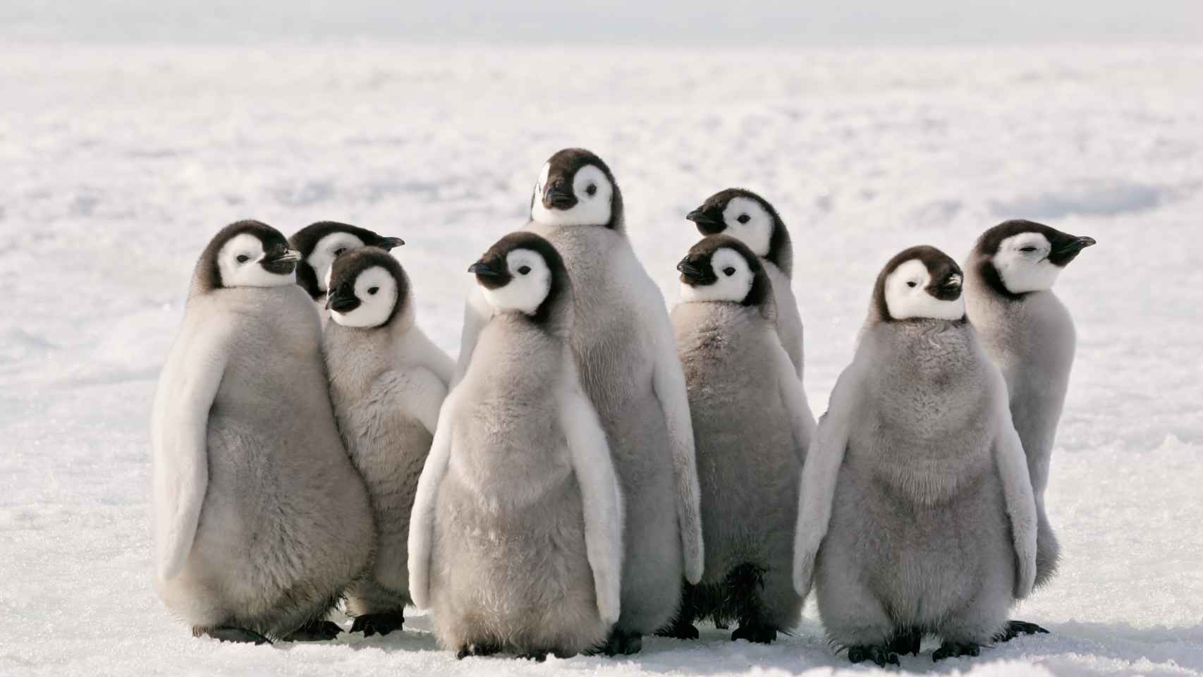 Pingüinos de la Antártida.