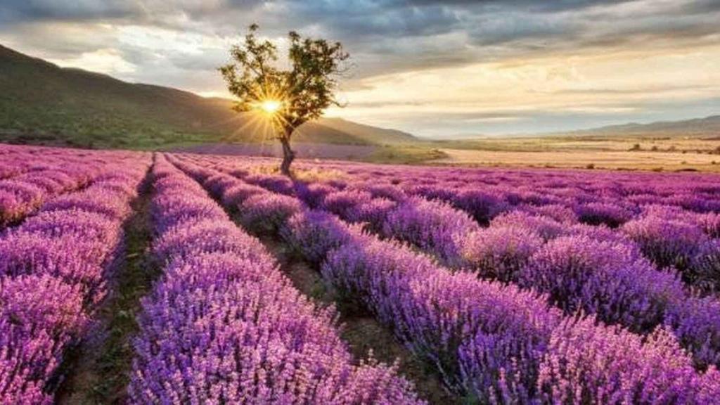 Campos de lavanda de Brihuega (Guadalajara)