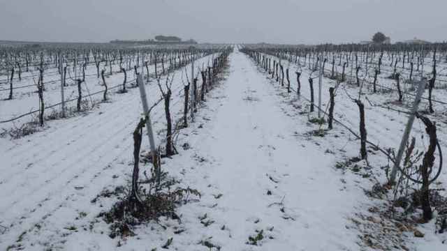 Buenas noticias para los viticultores de Castilla-La Mancha que han sufrido daños este año