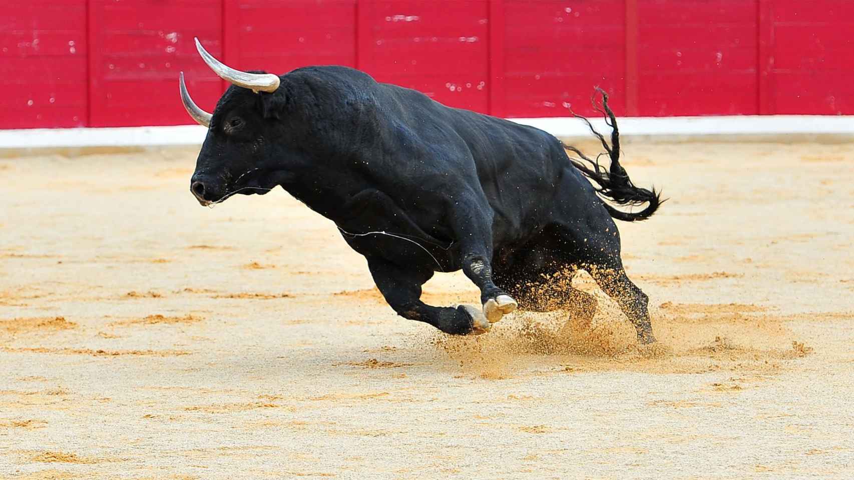 toro corrida torero