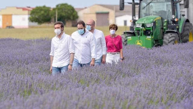 Pablo Casado durante su visita este domingo a los campos de lavanda de Brihuega