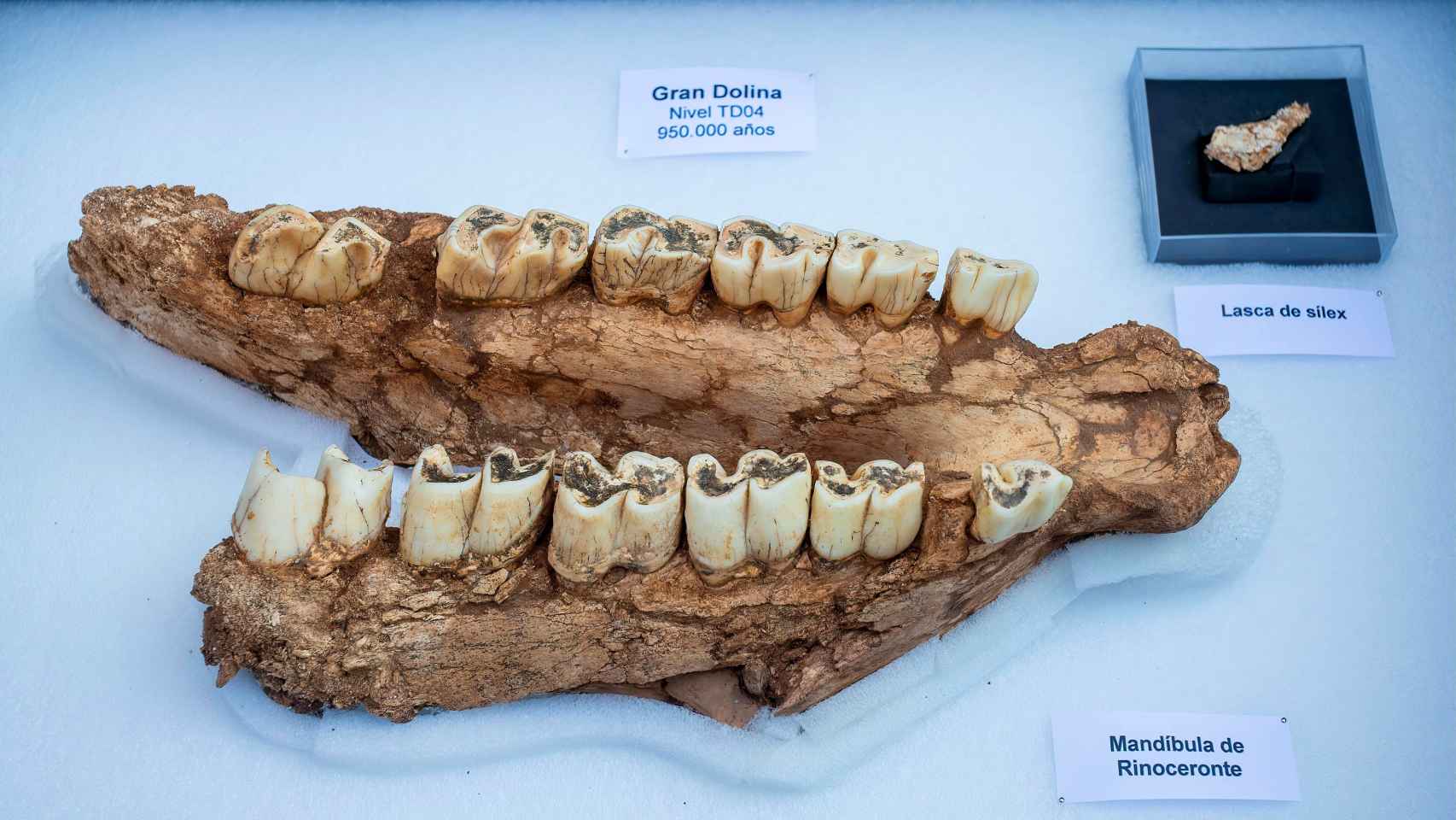 La mandíbula de rinoceronte hallada en Atapuerca.