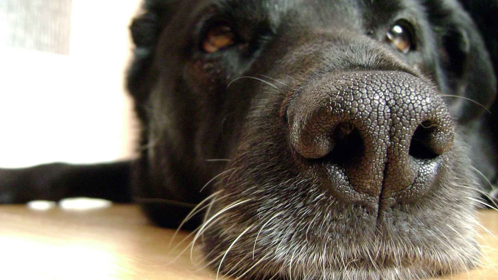 10 olores que no soportan los perros