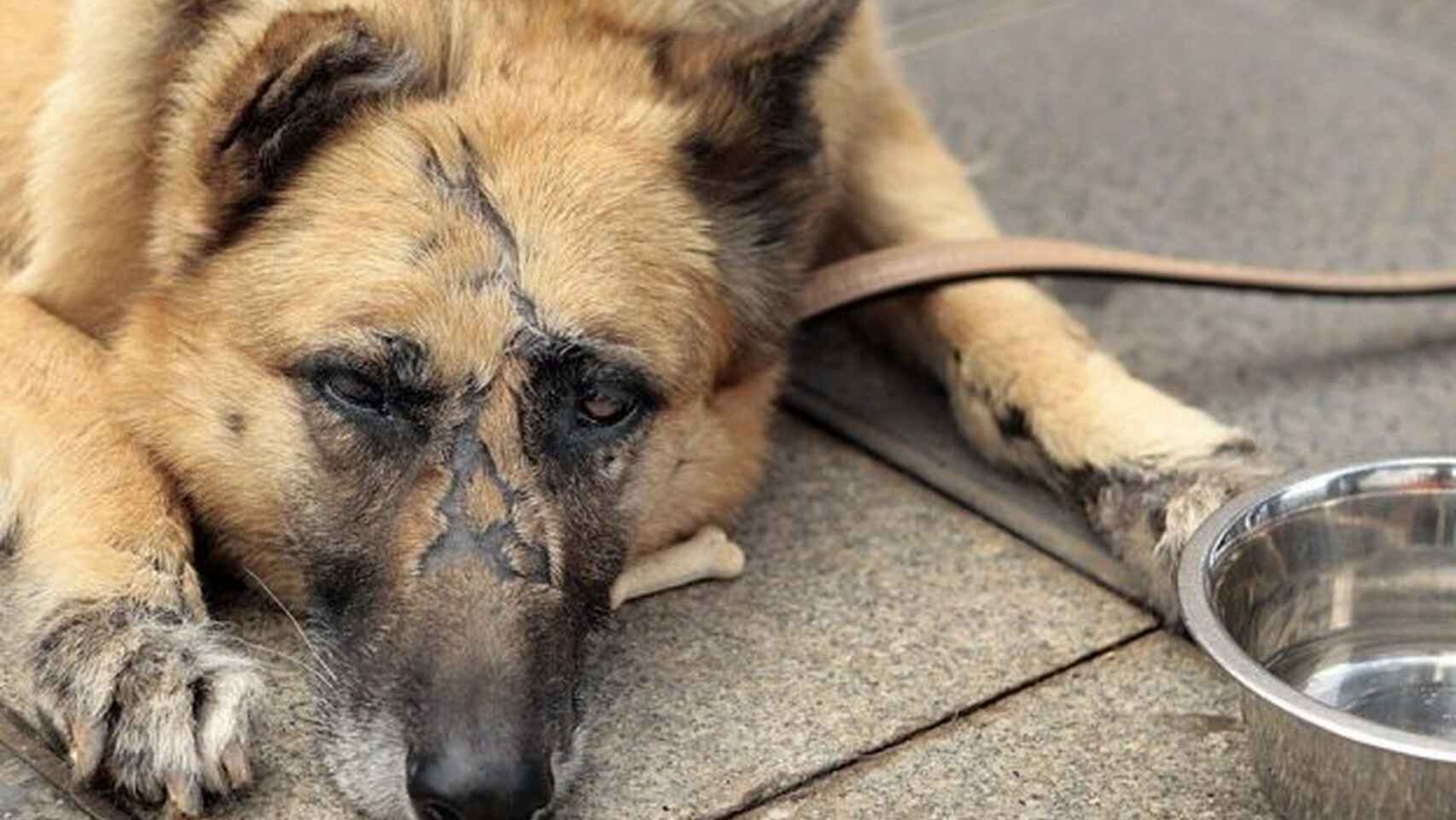 Un perro maltratado descansa en una protectora.