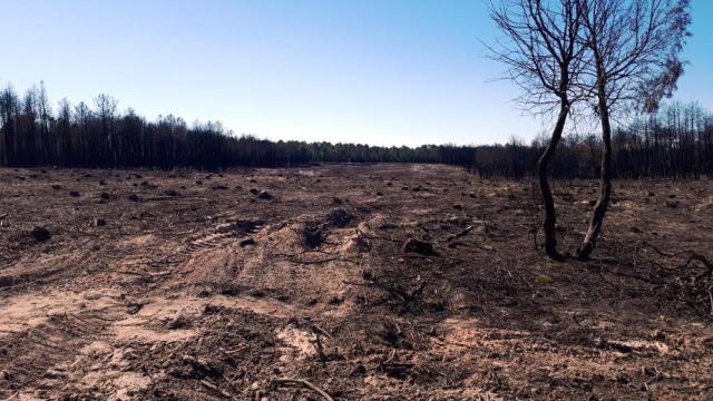 Zona afectada por el incendio de Barchín