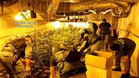 Así eran las macroplantaciones de marihuana escondidas en dos pueblos de Zamora 4