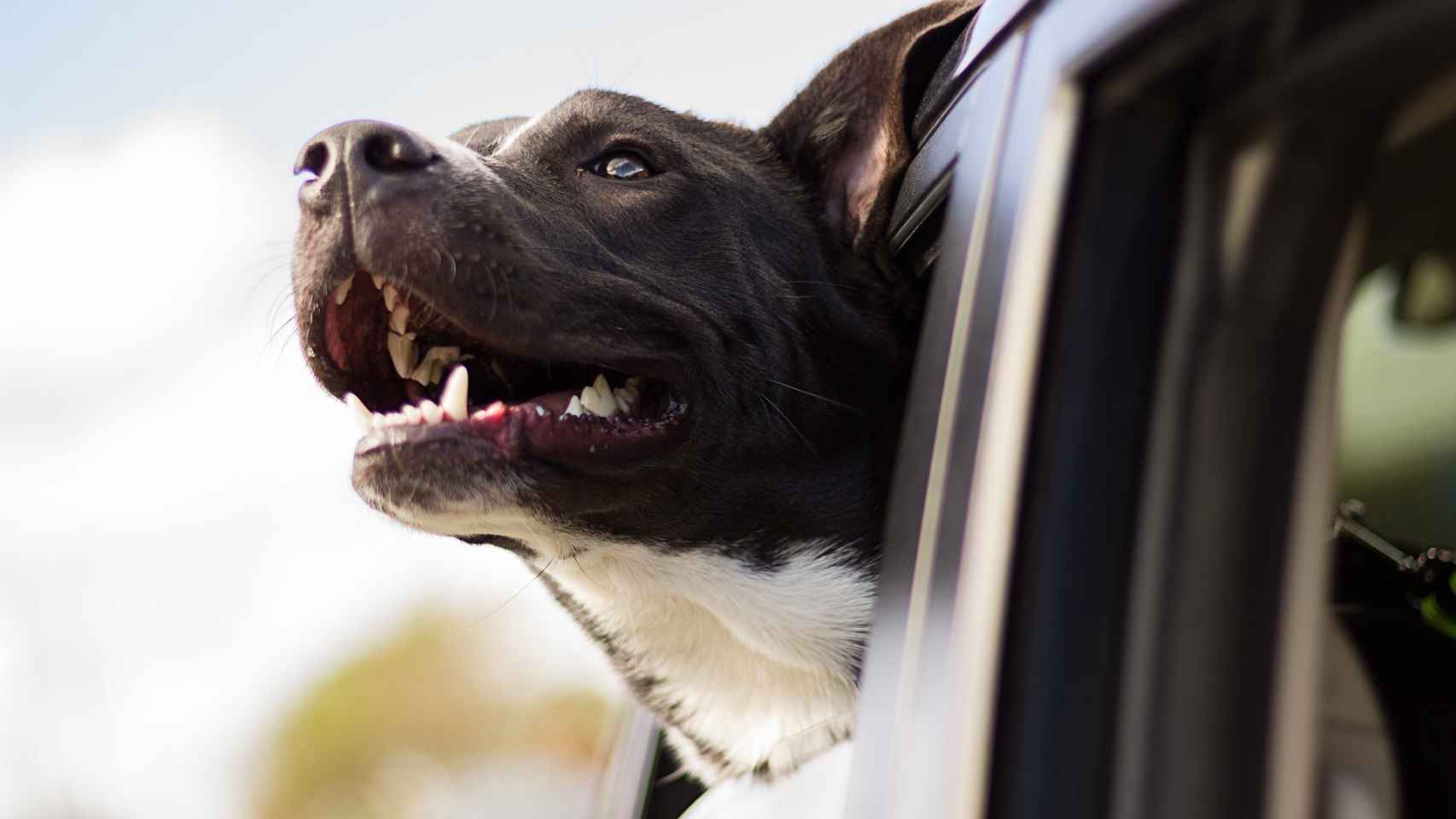 Los 5 trucos para un buen viaje por carretera con tu mascota
