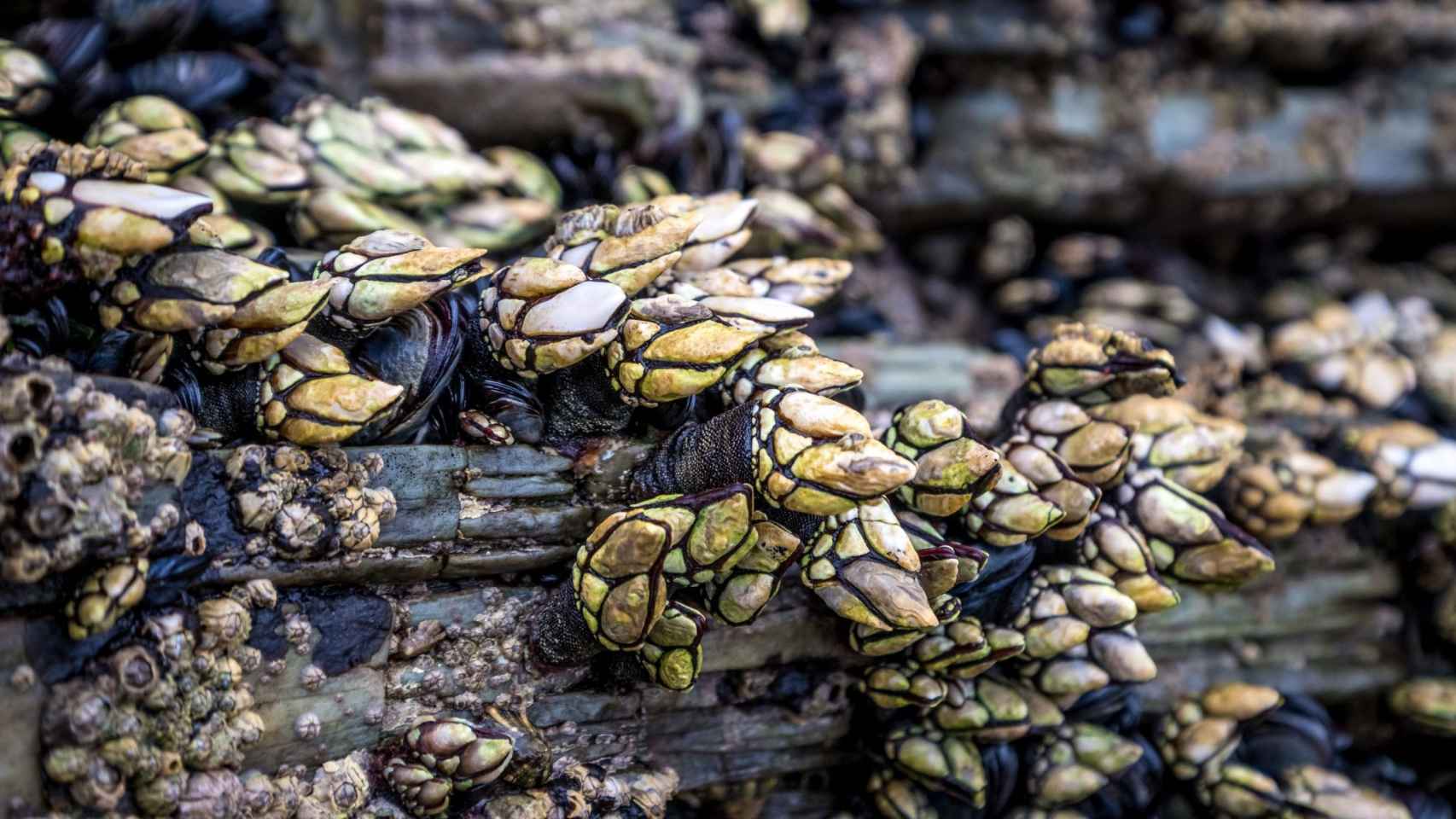 Percebes.