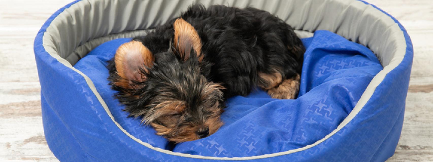 Por qué los perros rascan la cama antes de acostarse